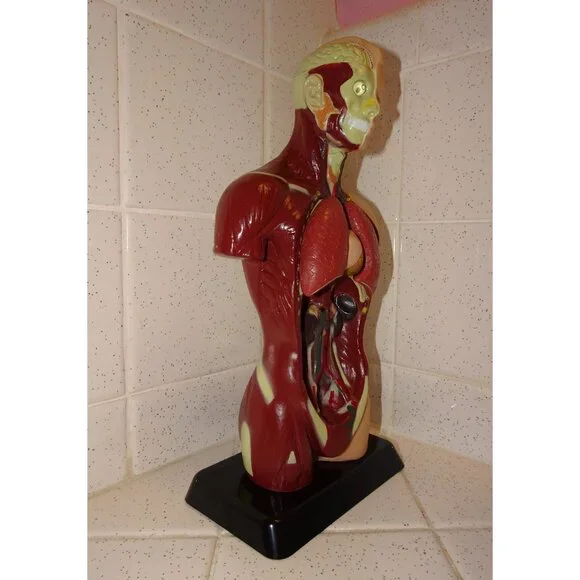Vintage Human Torso Model w/ detachable Heart Lungs oddity curiosity medical - Picture 2 of 10